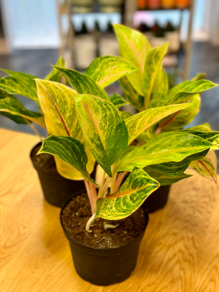 Aglaonema