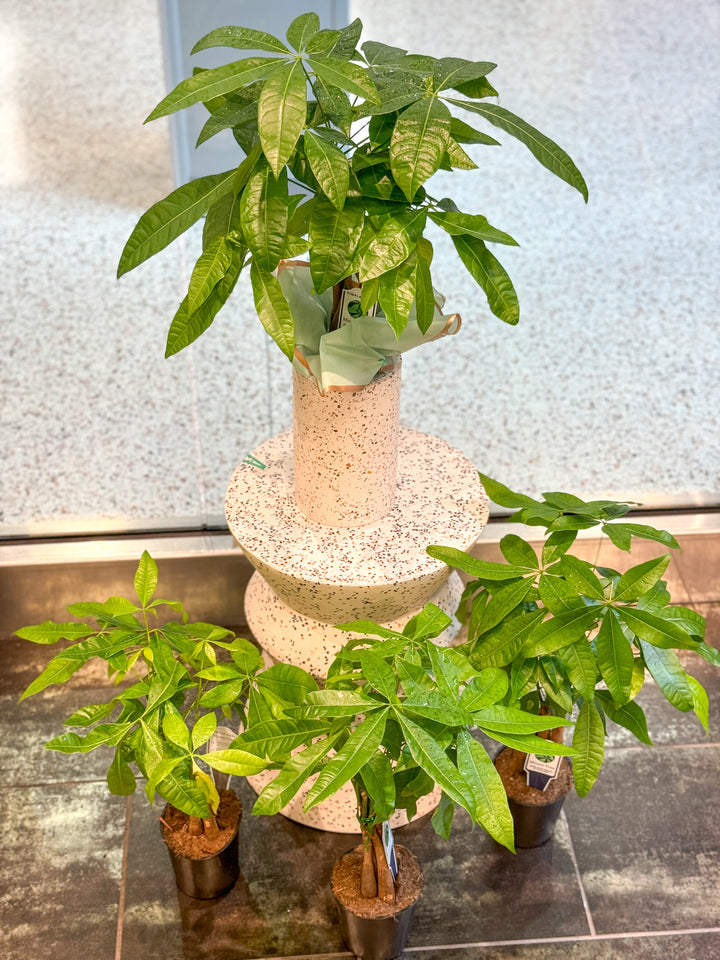 Money Tree