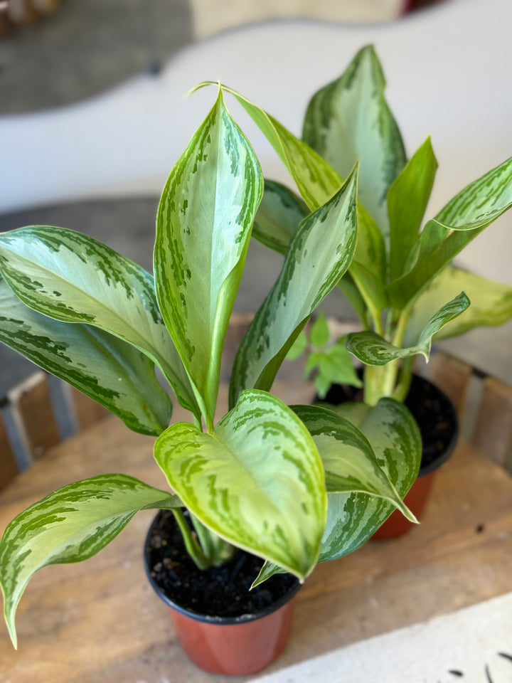 Aglaonema