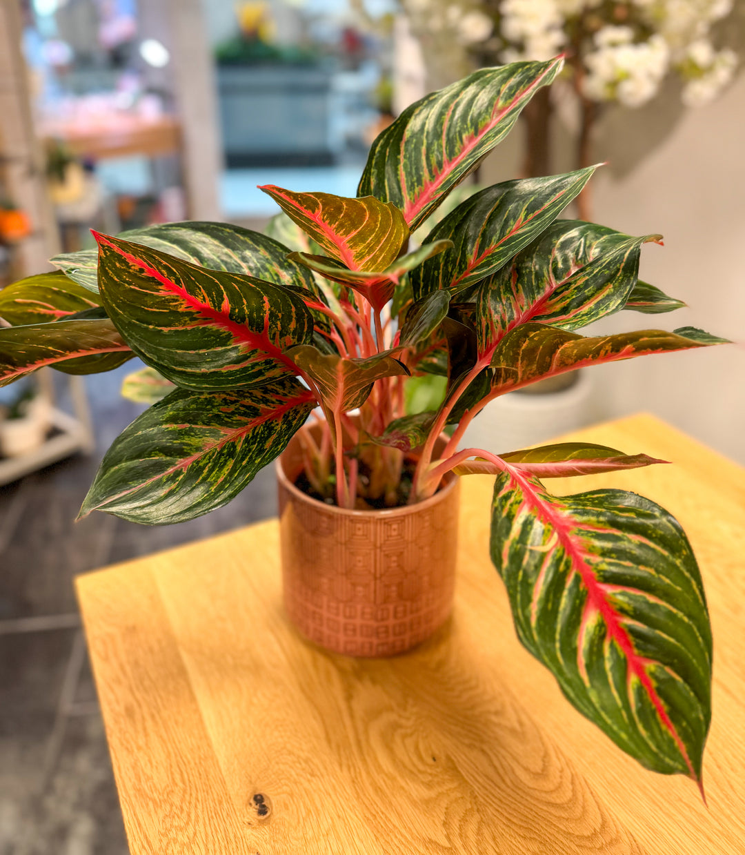 Aglaonema