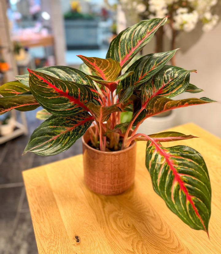 Aglaonema