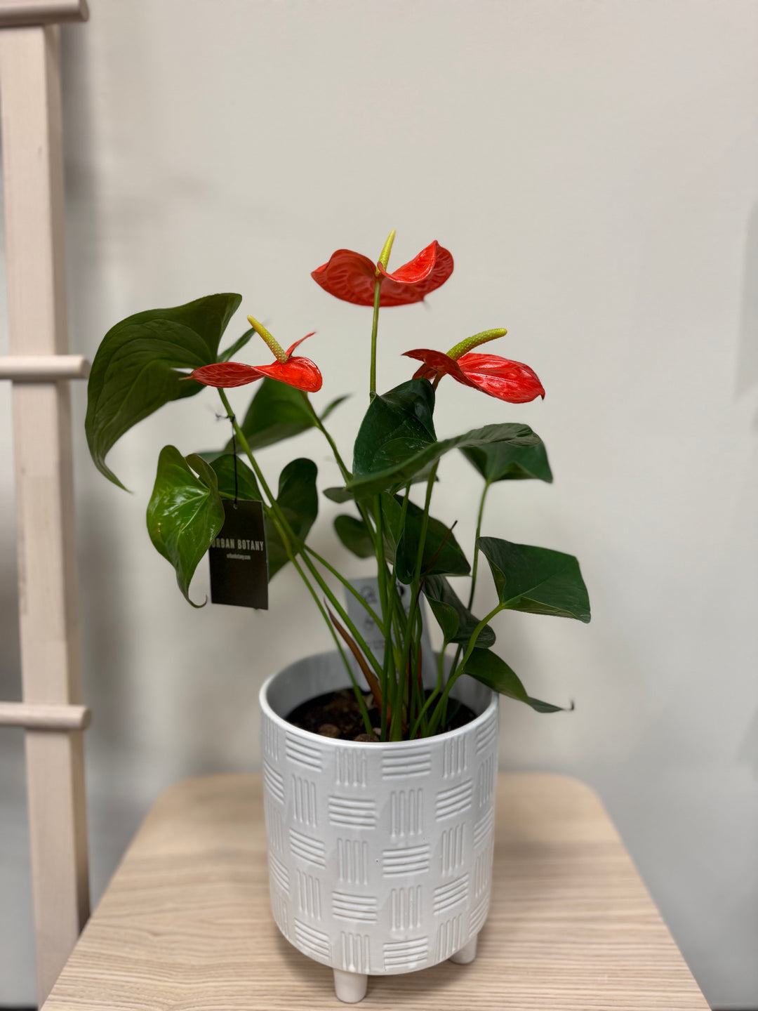 Morrow Anthurium Bundle