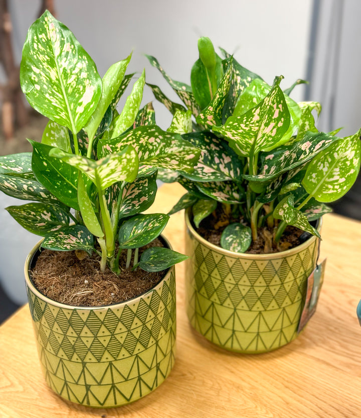 Aglaonema