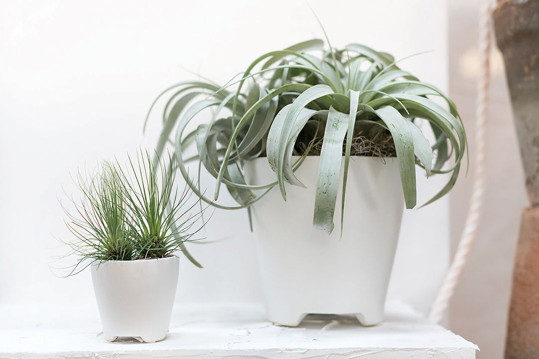Ruth Pot