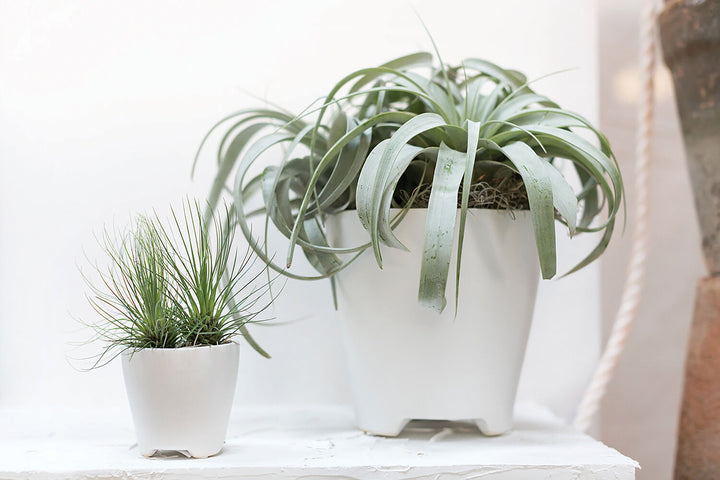 Ruth Pot