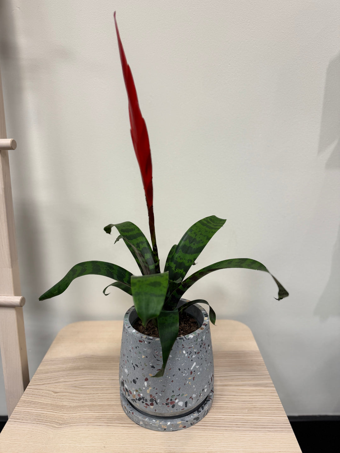 Heather’s Bromeliad