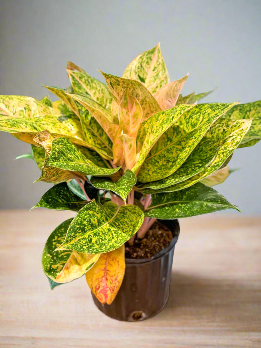 Aglaonema