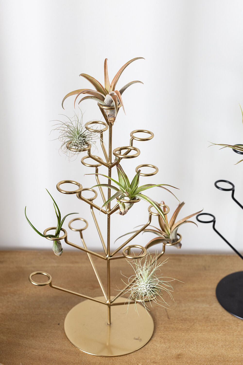 Twinkling Tillandsia Tree