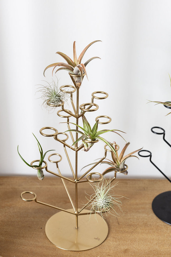 Twinkling Tillandsia Tree