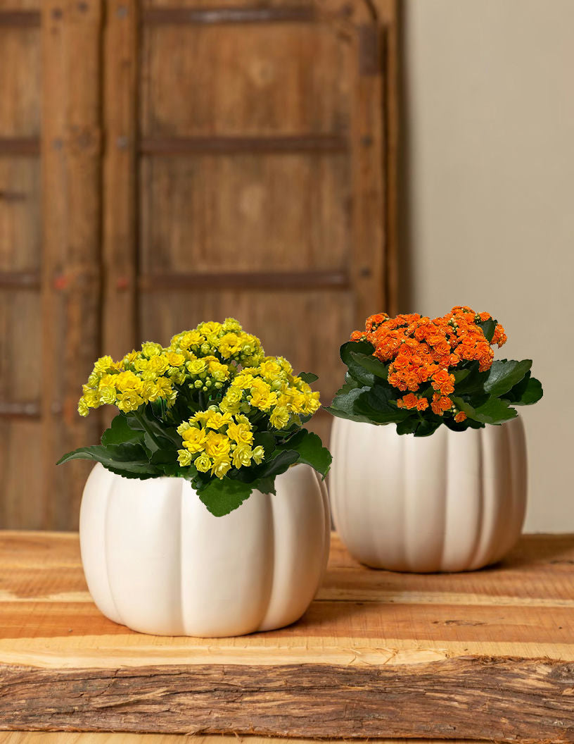 Harvest Kalanchoe