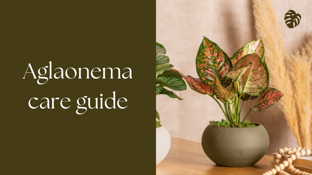 The Ultimate Guide to Caring for Aglaonema