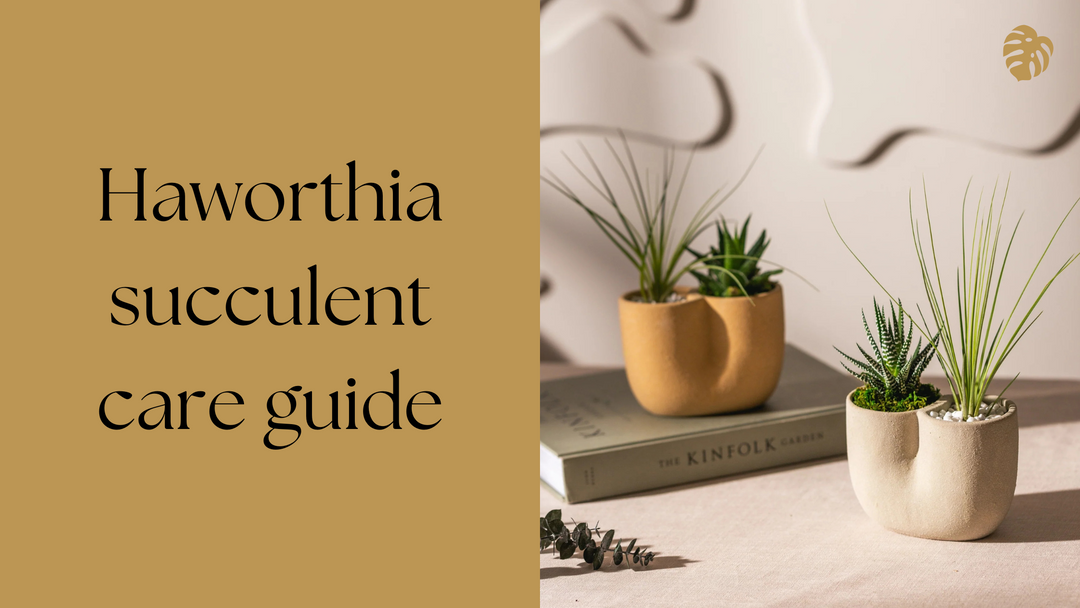 The Ultimate Guide to Caring for Haworthia Succulents