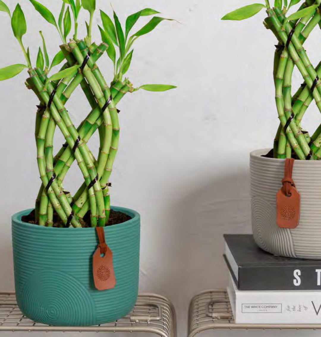 The Ultimate Guide to Caring for Indoor Bamboo Plants