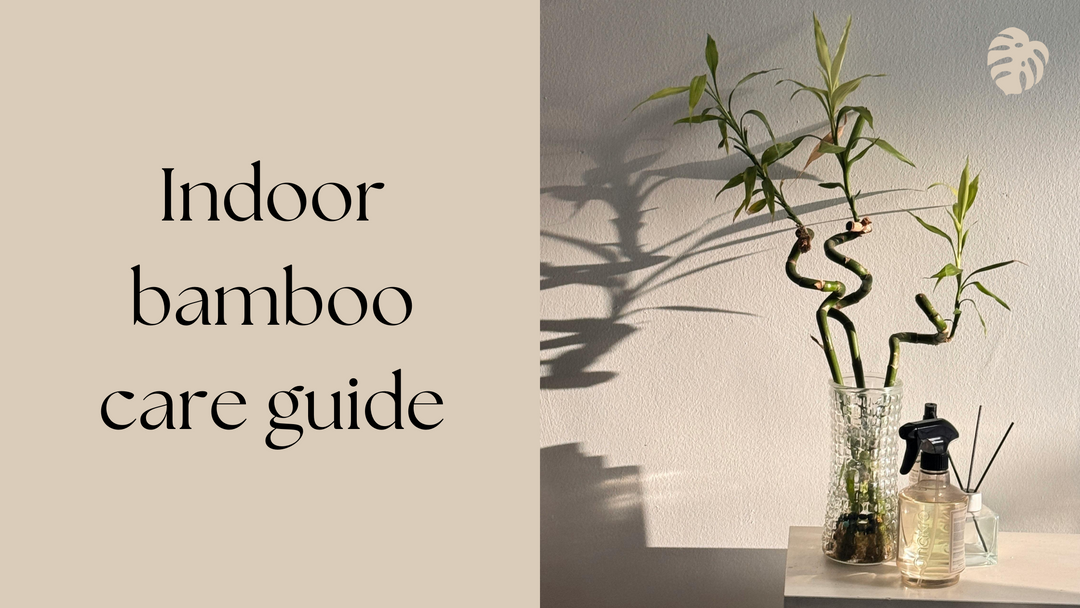 The Ultimate Guide to Caring for Indoor Bamboo Plants