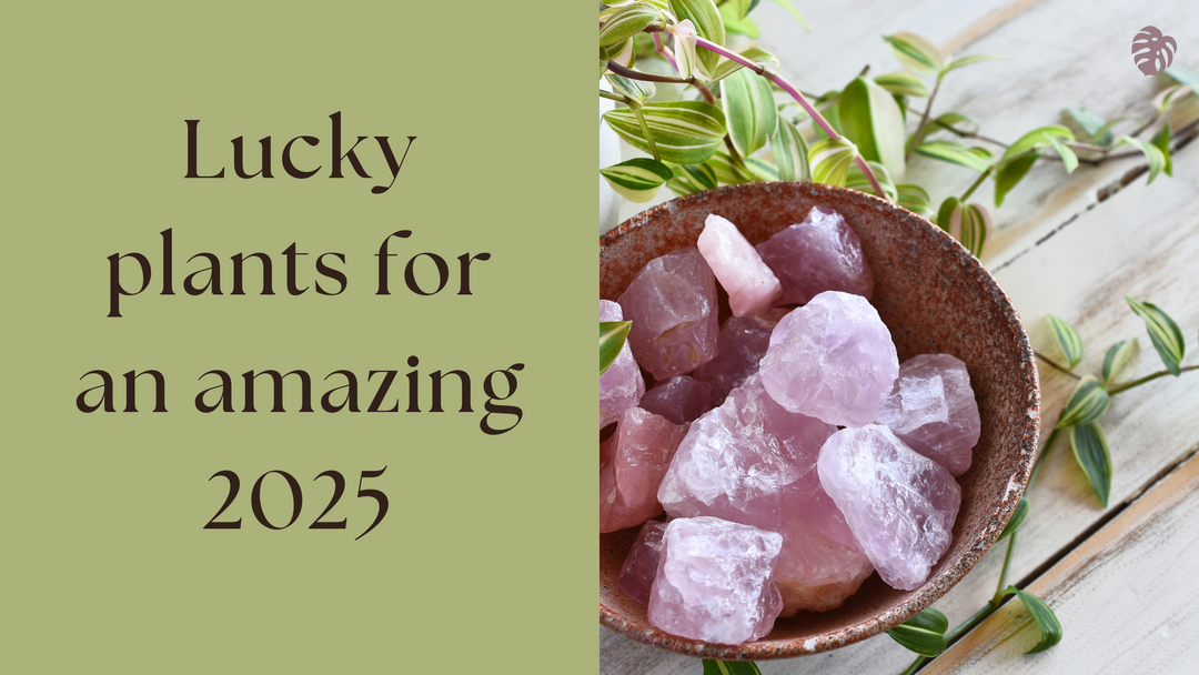 Lucky Plants for an Amazing 2025