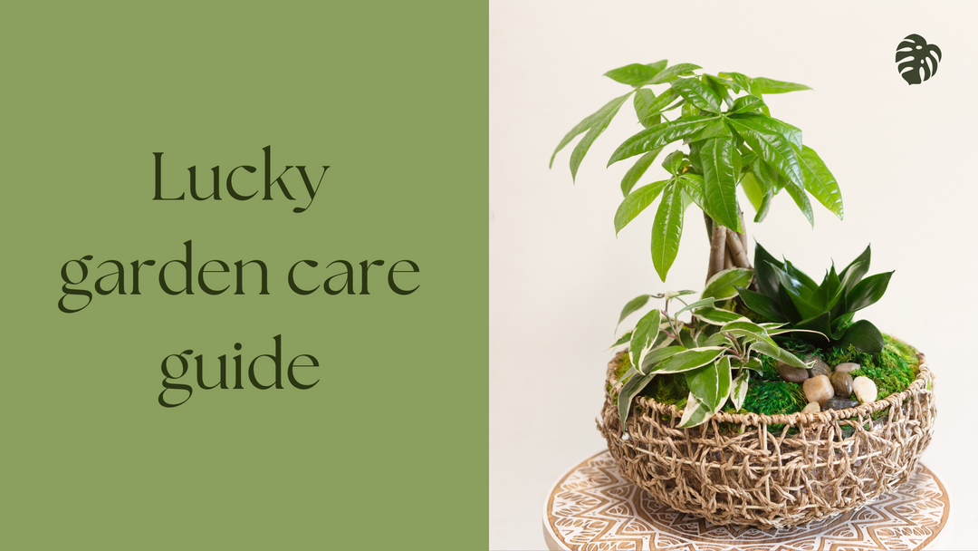 Lucky Garden Care Guide