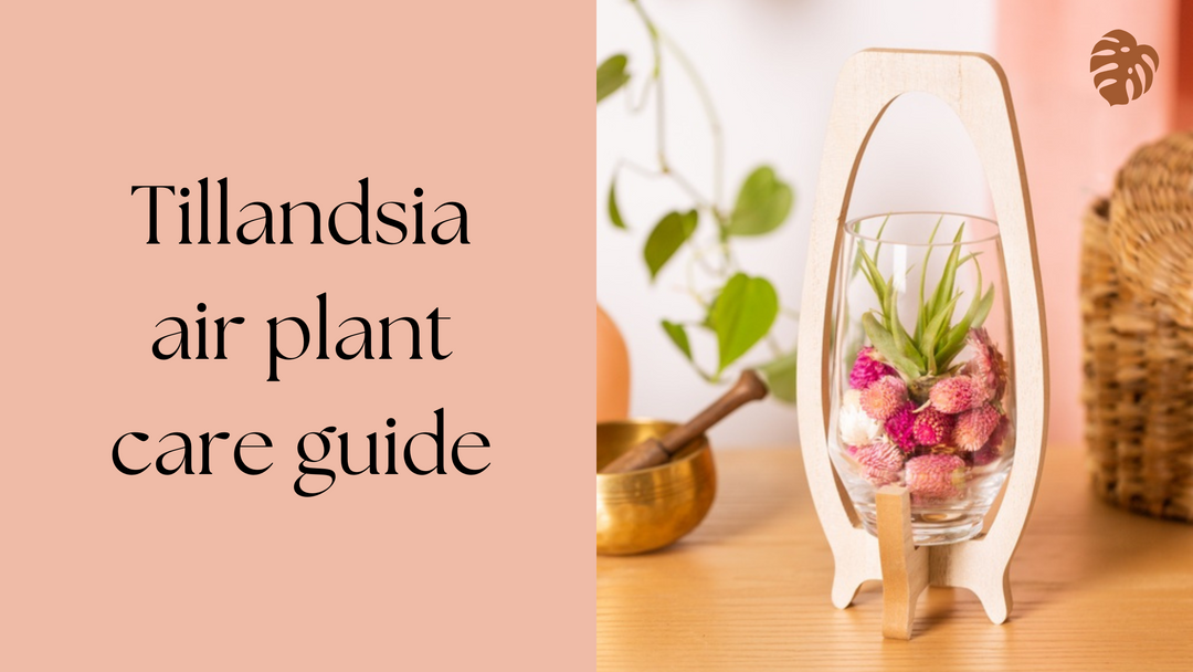 The Ultimate Guide to Caring for Air Plants (Tillandsia)