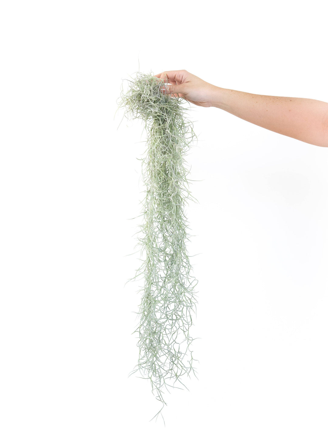 Colombia Thick Spanish Moss - Tillandsia Usneoides