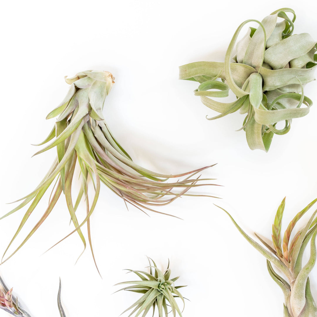 Tillandsia Air Plant Assorted