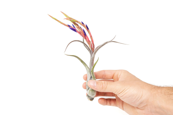 Tillandsia Air Plant Assorted