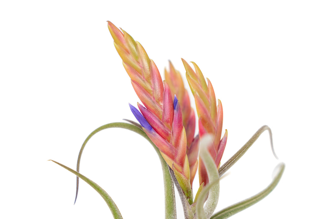 Tillandsia Air Plant Assorted