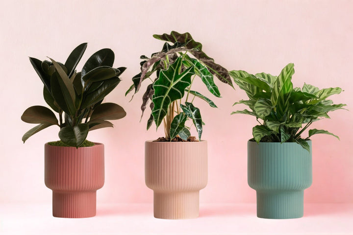 Dazzling Assorted Potted Plant