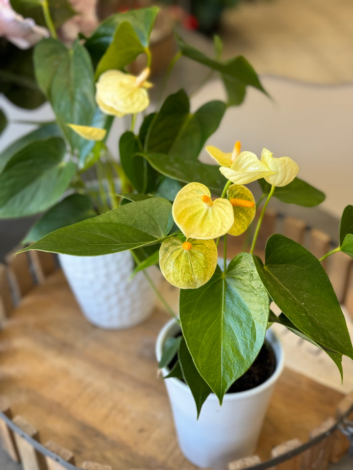 Bright Anthurium