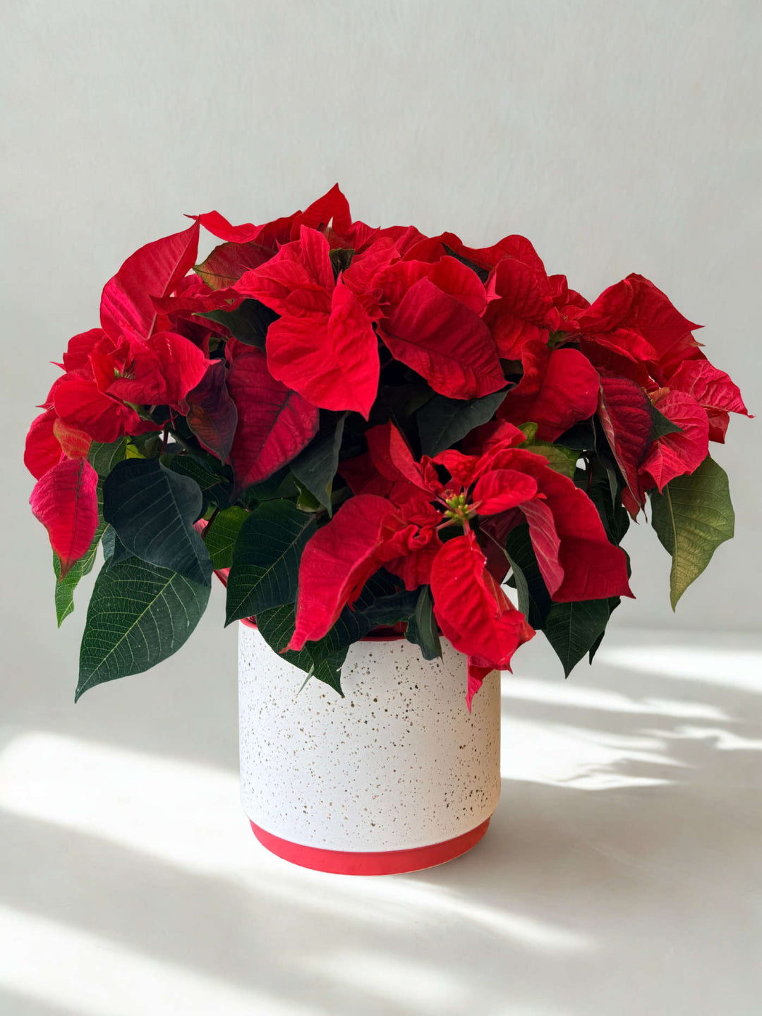 Christmas Poinsettia in Leavenworth Ceramic Pot
