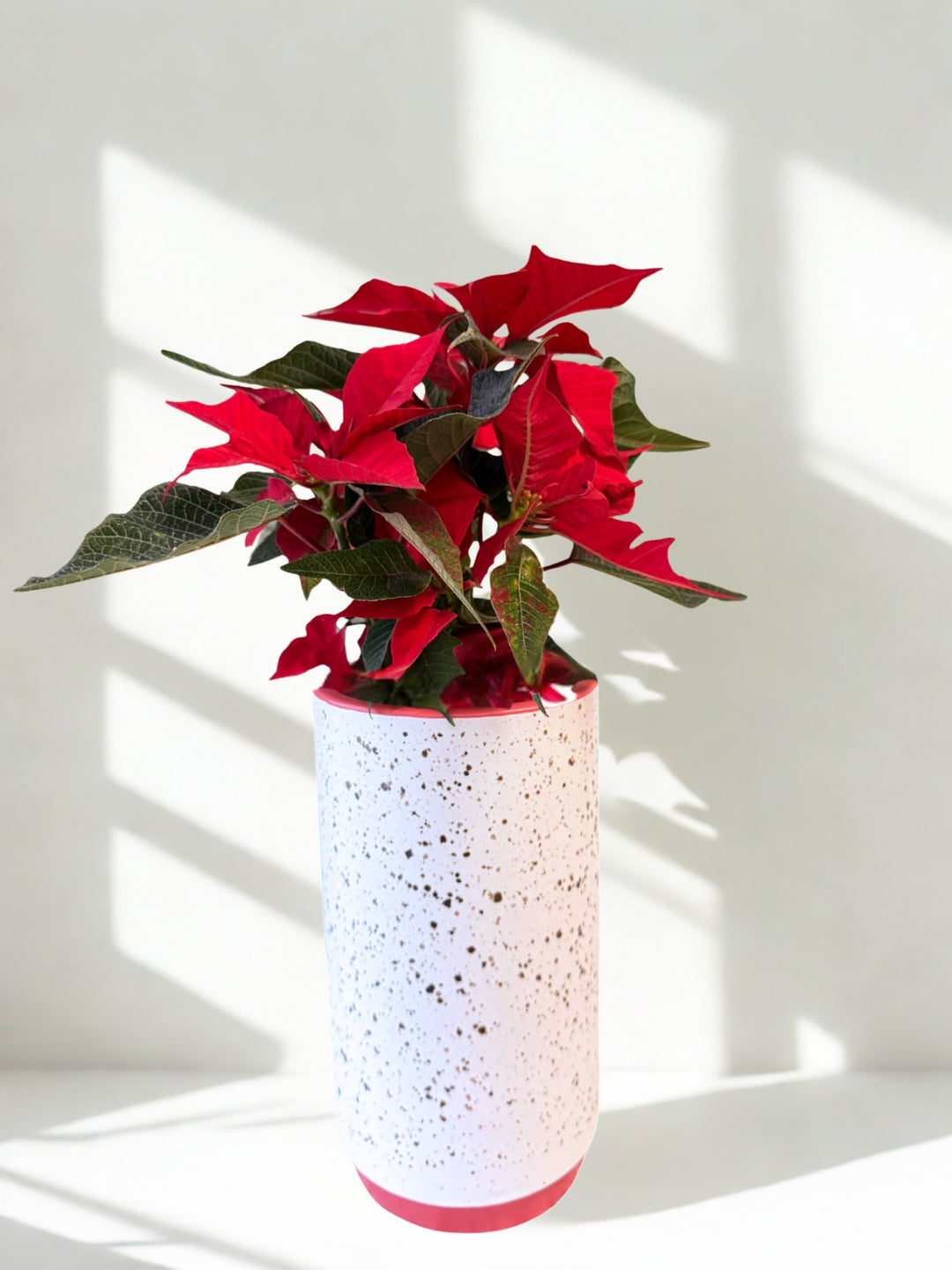 Christmas Poinsettia in Leavenworth Ceramic Pot