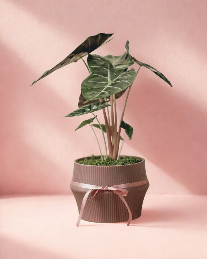 Coquette Potted Plant