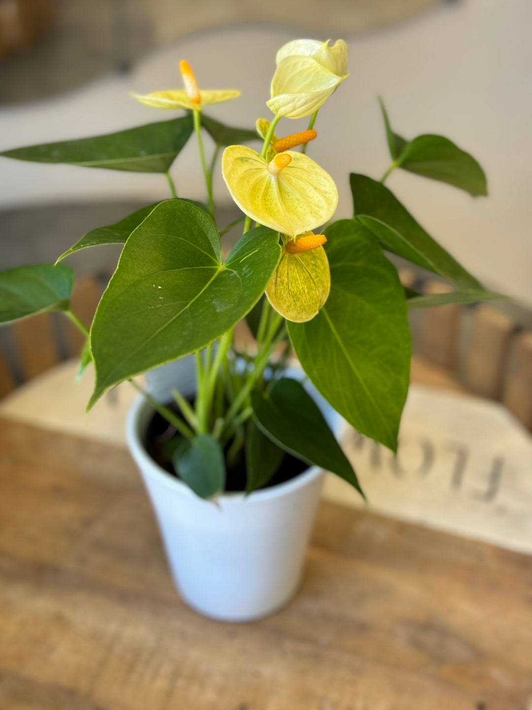 Bright Anthurium