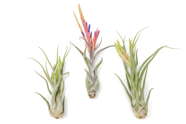 Tillandsia Air Plant Assorted