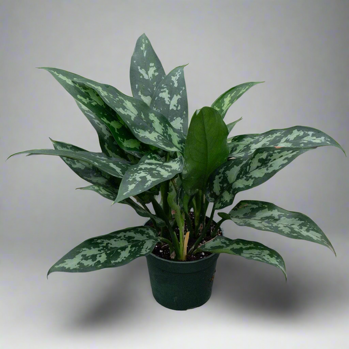 Aglaonema