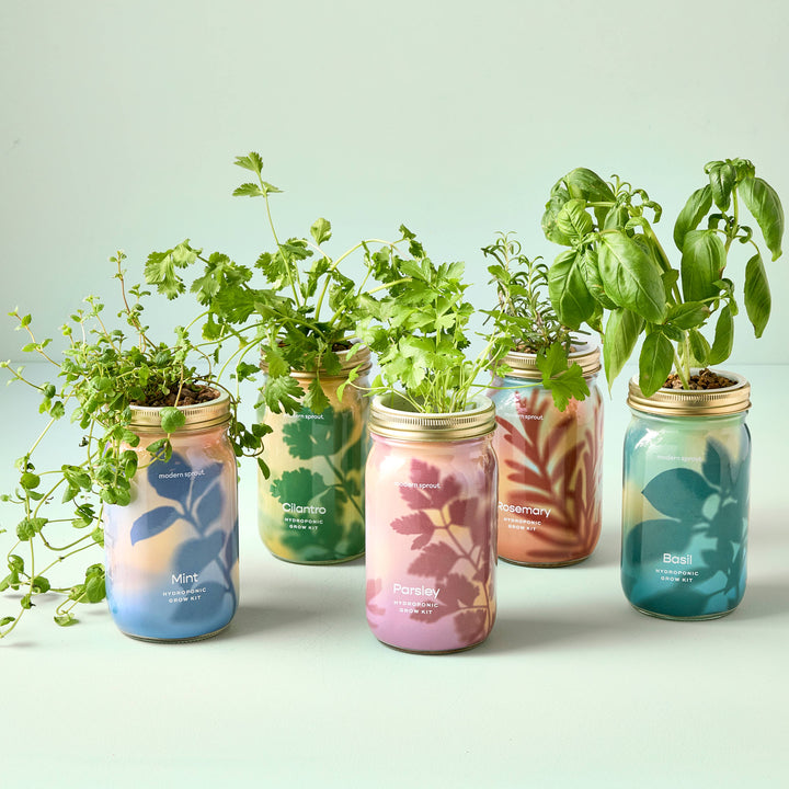 NEW Herb Garden Jar: Cilantro