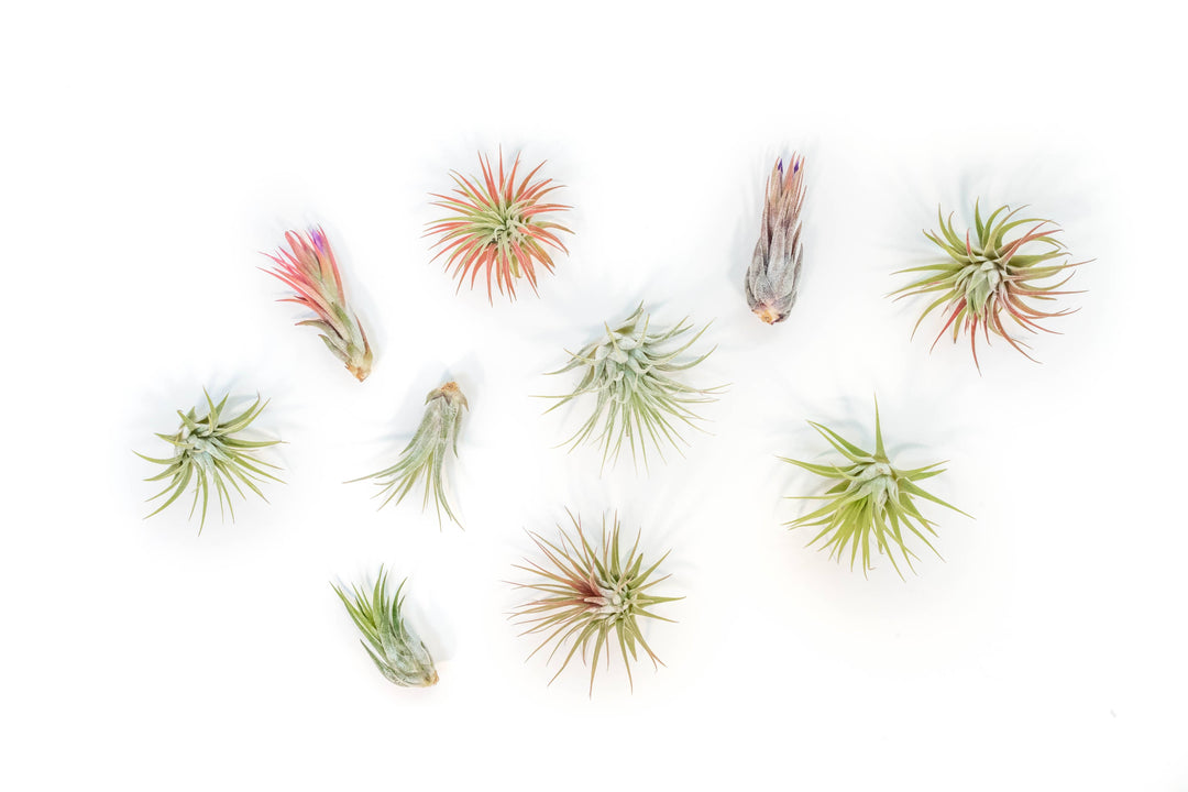 Tillandsia Air Plant Assorted