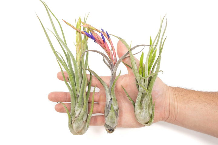 Tillandsia Air Plant Assorted