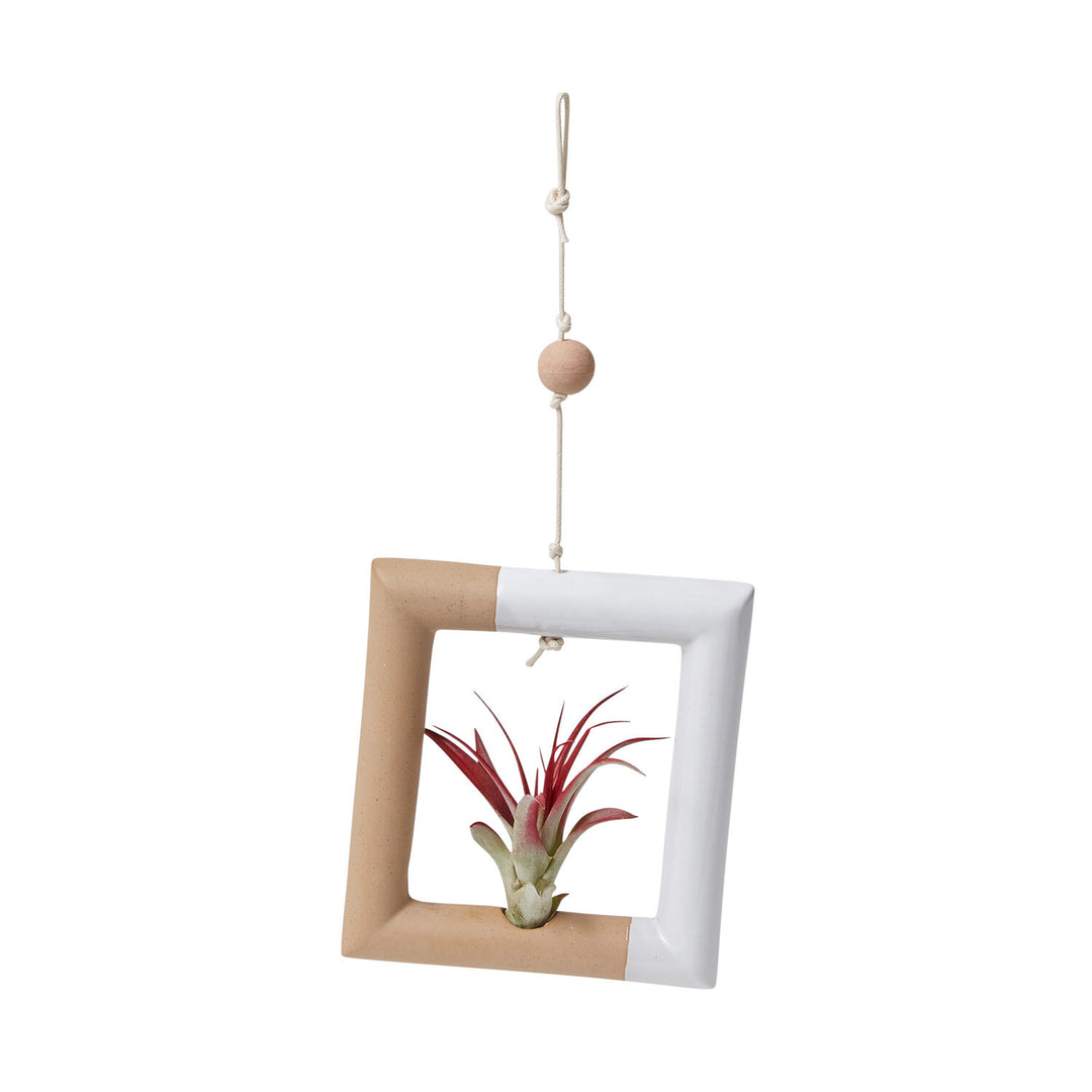 Nevena Tillandsia Holder