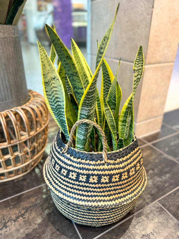 Sansevieria Snake Plant