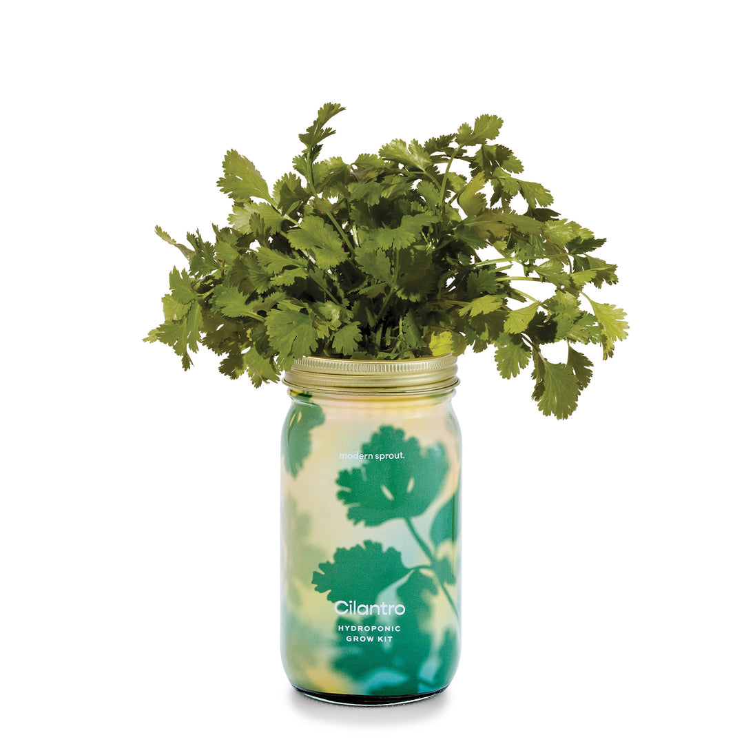 NEW Herb Garden Jar: Cilantro