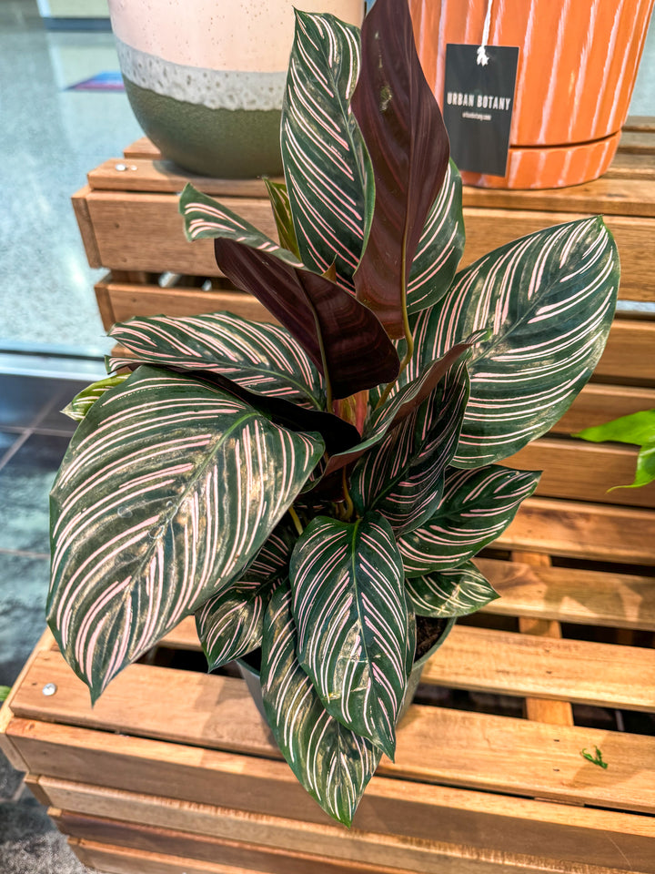 Calathea