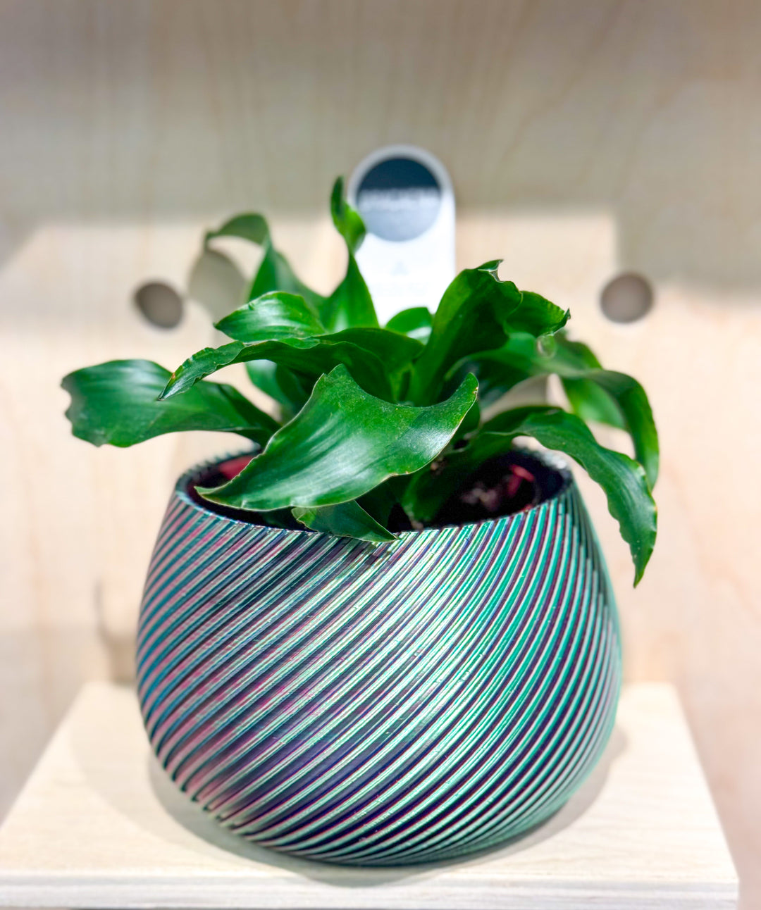 Color Changing Spiral Modern Pot