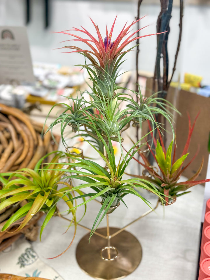 Tillandsia Air Plant Assorted