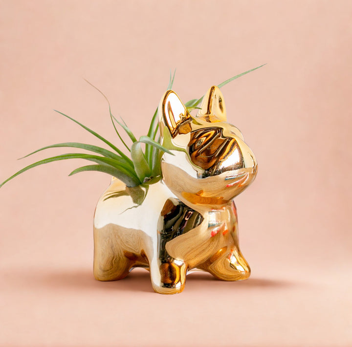 Gold Frenchie with Air Plant