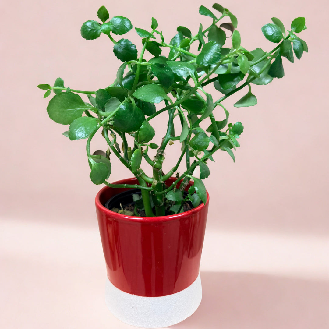 Potted plant with a red pot on a light pink background