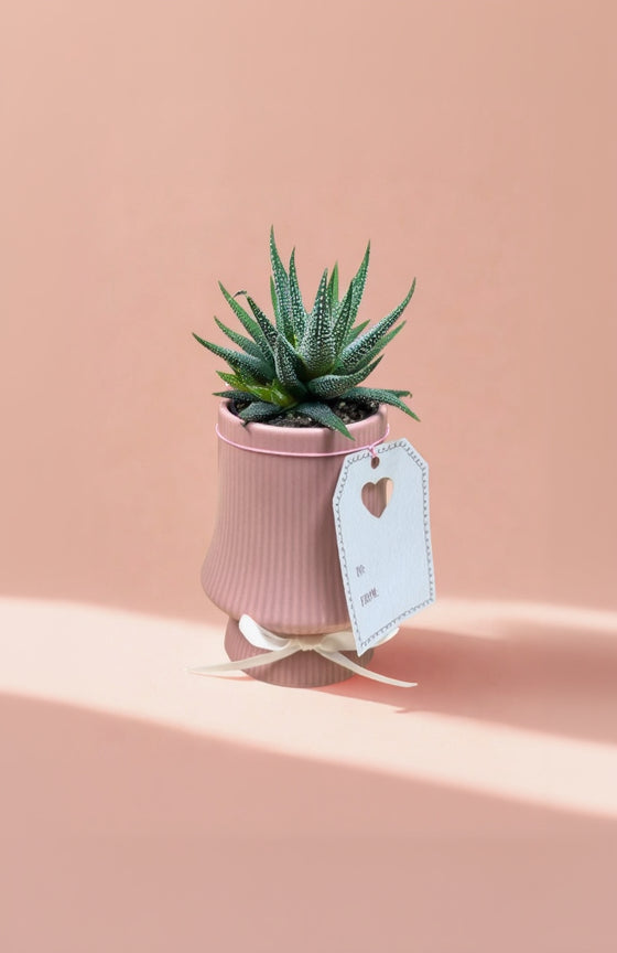 Mon Ami Mini Succulent