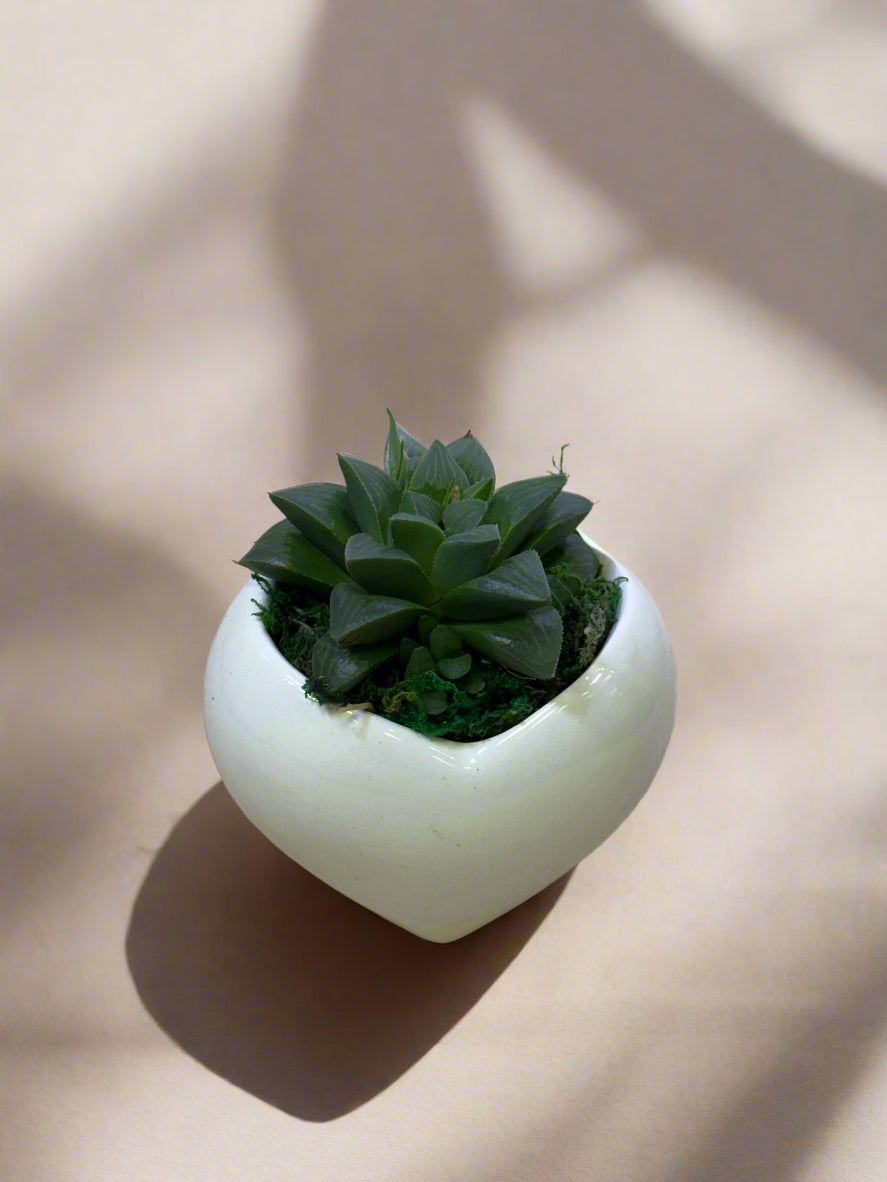 mini ceramic succulent pots Stuck On You