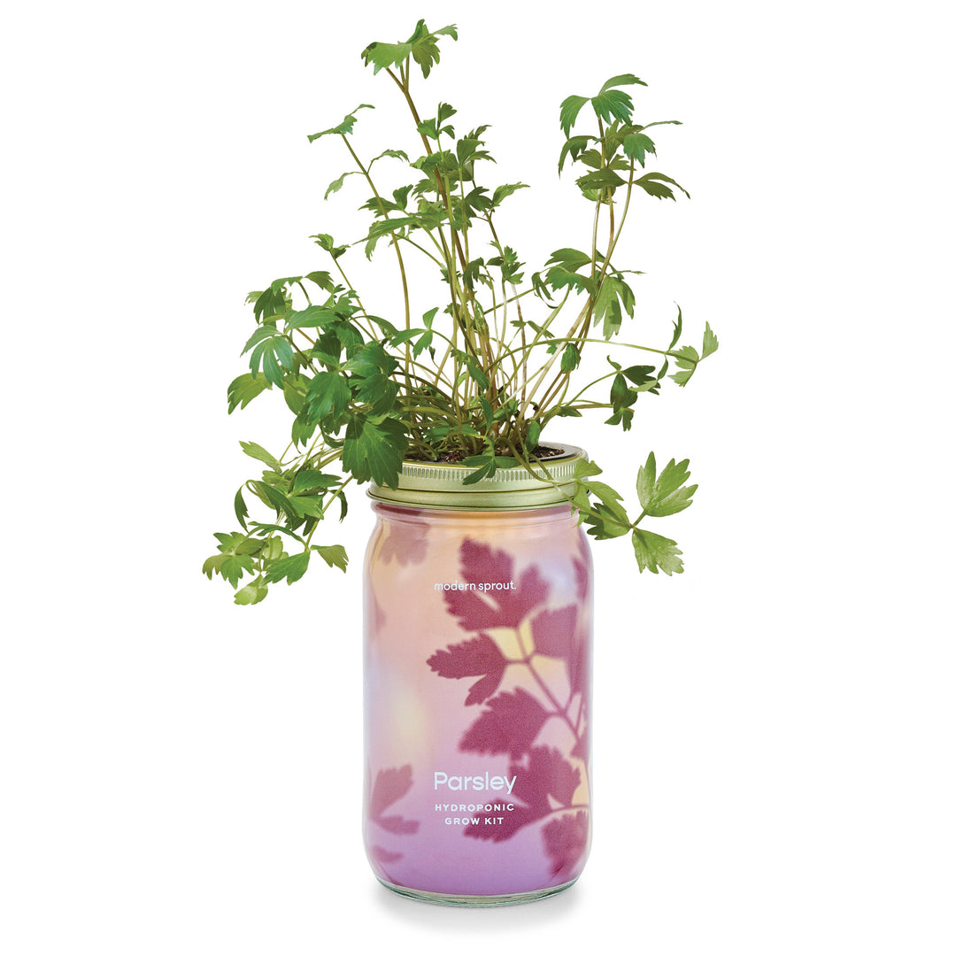 NEW Herb Garden Jar: Parsley
