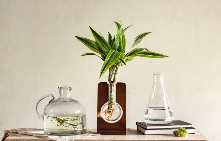 Organic Anthurium Flask