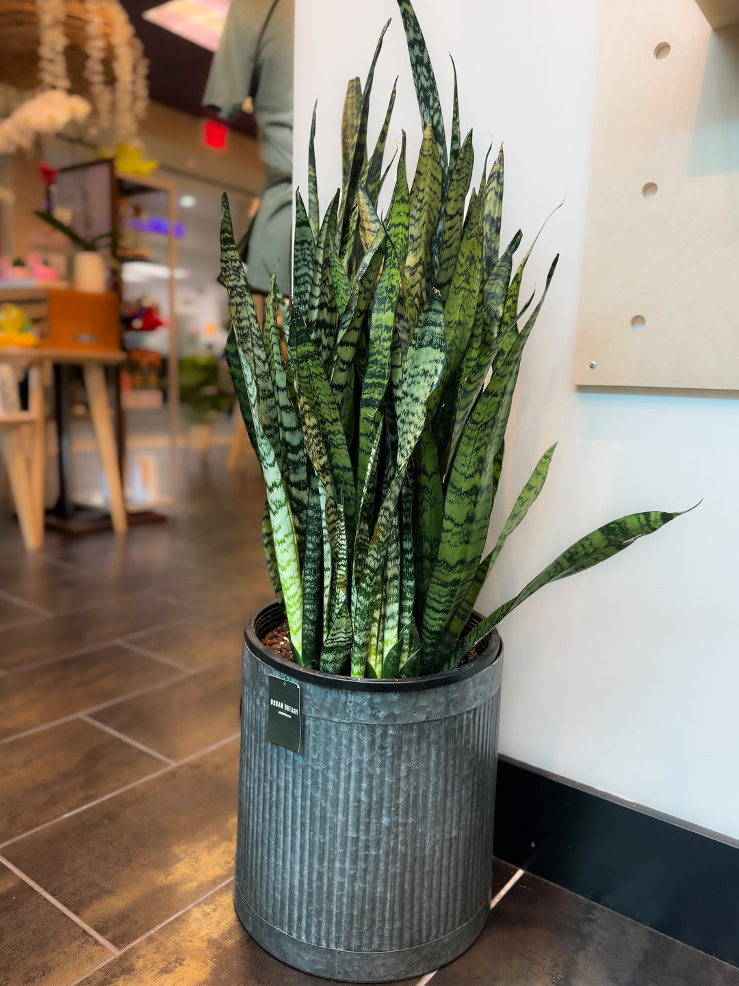 Sansevieria Snake Plant