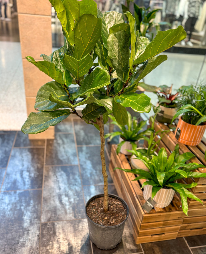 Fiddle Leaf Fig